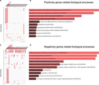 Long Non-coding RNA MRUL Contributes to Osteosarcoma Progression Through the miR-125a-5p/FUT4 Axis